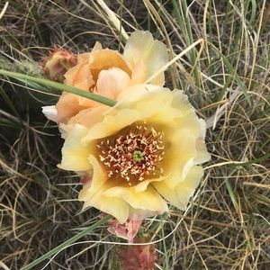 Meet your Posher, Janelle